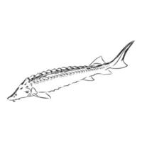 sturgeon vector sketch