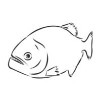 piranha vector sketch