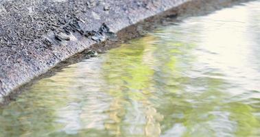 grenouille dans l'eau claire saute soudainement au ralenti - tir à angle élevé video