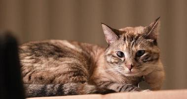 bruin kat resting Aan de top van de papier doos - langzaam beweging schot video