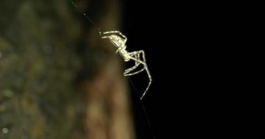 A spider glowing on it's invisible web in the dark resisting wind - close up