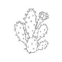 dibujo vectorial de cactus vector