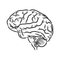 bosquejo del vector del cerebro