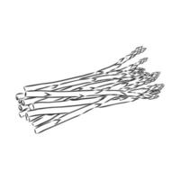 asparagus vector sketch