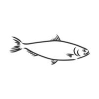 dibujo vectorial de pescado vector