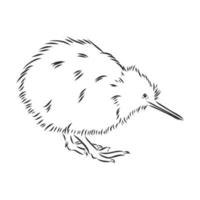 bosquejo del vector del pájaro del kiwi