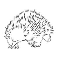 echidna vector sketch