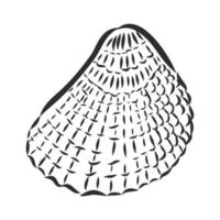 seashell vector sketch