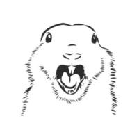 groundhog vector sketch