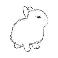 dibujo vectorial de conejo vector