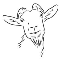 goat vector sketch