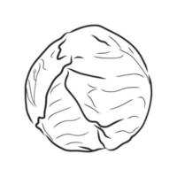 cabbage vector sketch