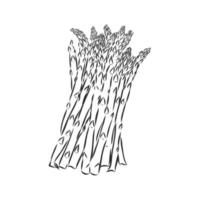 asparagus vector sketch