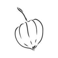 physalis vector sketch