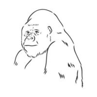 gorilla vector sketch