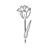 flower vector sketch