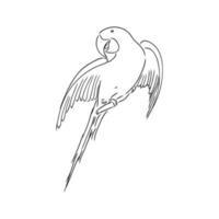 parrot vector sketch