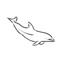 dolphin vector sketch