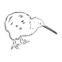 bosquejo del vector del pájaro del kiwi