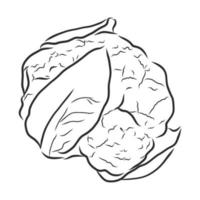 cabbage vector sketch