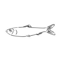 fish vector sketch