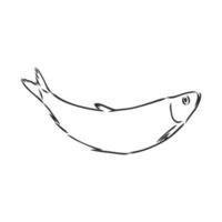 fish vector sketch