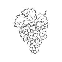 grapes vector sketch