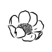 flower vector sketch