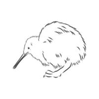 kiwi bird vector sketch