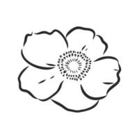 rosehip flower vector sketch