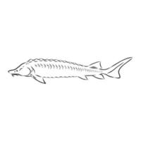 sturgeon vector sketch