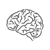 bosquejo del vector del cerebro