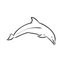 dolphin vector sketch