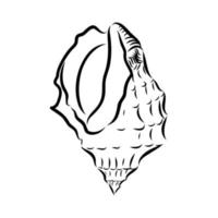 seashell vector sketch