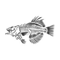 dibujo vectorial de esqueleto de pescado vector