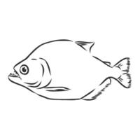 piranha vector sketch
