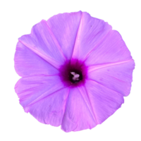 flor ipomeia png