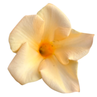 Mandevilla yellow flower