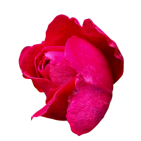 Mister Lincoln red flower png