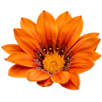 Gazania rigens orange flower