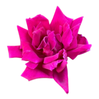 Anyelir-Blume png transparent