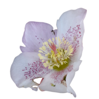 elleboro orientalis fiore png