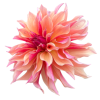 Dahlia flower png transparent