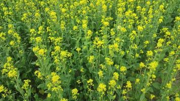 Isolated mustard field.Flower of mustard plant.Yellow flowers blooming.Beautiful view of mustard field. video