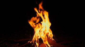 Close up of bright flame burning bonfire in dark on background of pine forest at summer video