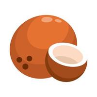 coconut fruit food vector