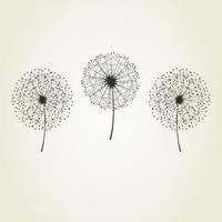 Three dandelions on a grey background. A vector illustration