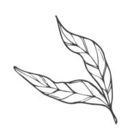 Doodle hand drawn tree branch with leaves on white background. Isolated vector