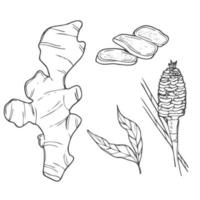 Vector hand drawn Ginger set. Roots, ginger pieces and sliced of ginger. Herbal spice. Detox food ingredient.