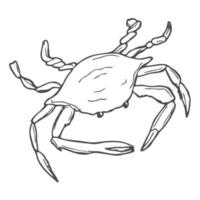 Hand drawn Crab seafood nature ocean aquatic underwater vector. Marine engraving Sea animal illustration on white background. vector